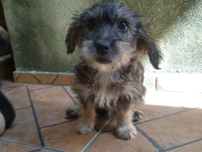 Cachorro raça SRD-ViraLata idade 2 a 6 meses nome Nina