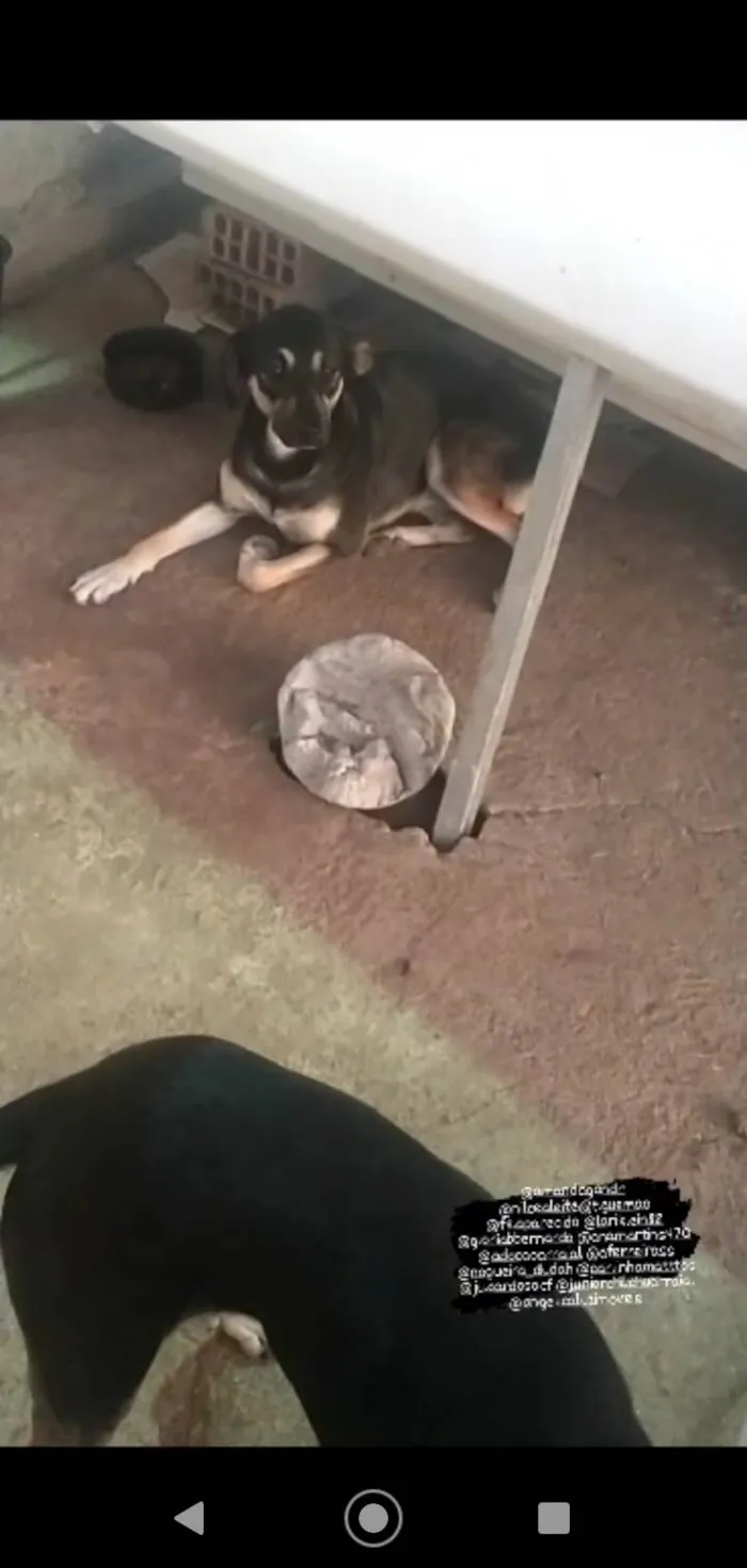 Cachorro ra a Mesticinhas idade 1 ano nome Celinha e Jurema 