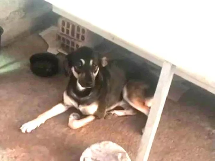 Cachorro ra a Mesticinhas idade 1 ano nome Celinha e Jurema 