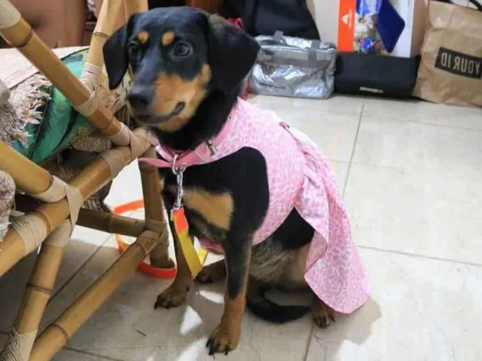 Cachorro ra a SRD-ViraLata idade 4 anos nome Fauna