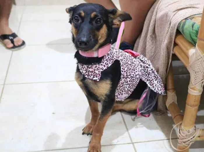 Cachorro ra a SRD-ViraLata idade 4 anos nome Flora