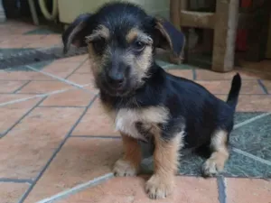 Cachorro raça SRD-ViraLata idade 2 a 6 meses nome Léo