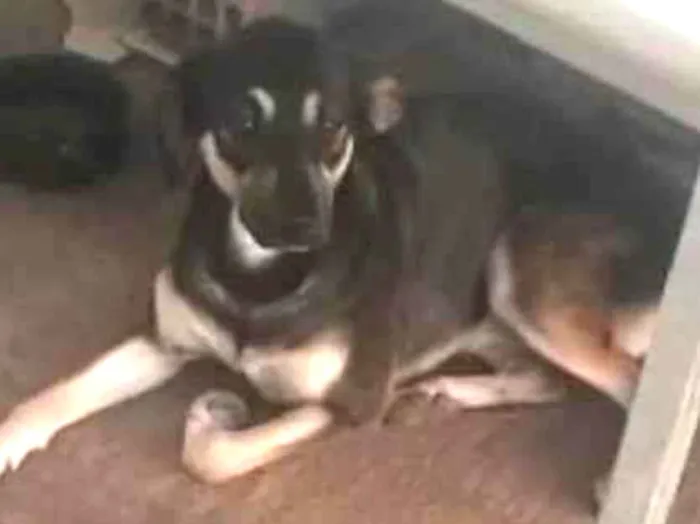 Cachorro ra a Mesticinhas idade 1 ano nome Celinha e Jurema 