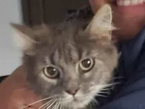 Gato raça SRD-ViraLata idade 2 anos nome MONNA