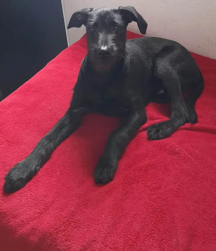 Cachorro ra a Não definida  idade 7 a 11 meses nome Thor 