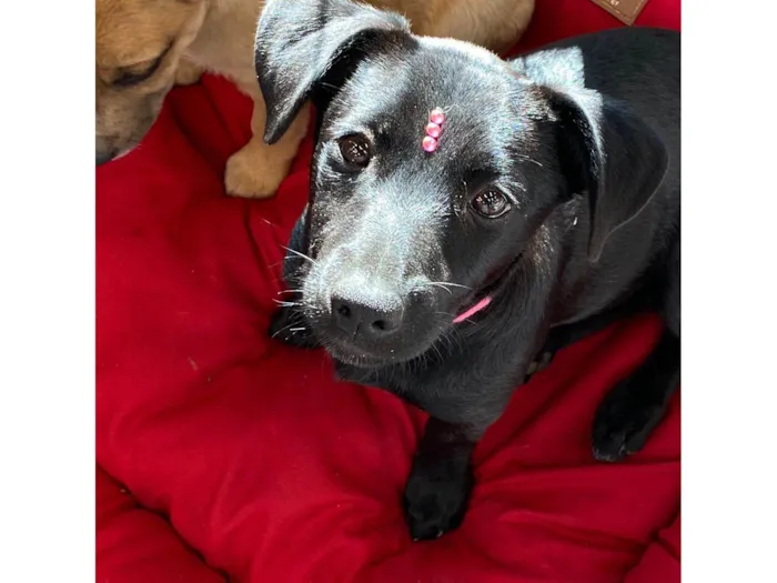 Cachorro raça SRD-ViraLata idade 2 a 6 meses nome Nega 