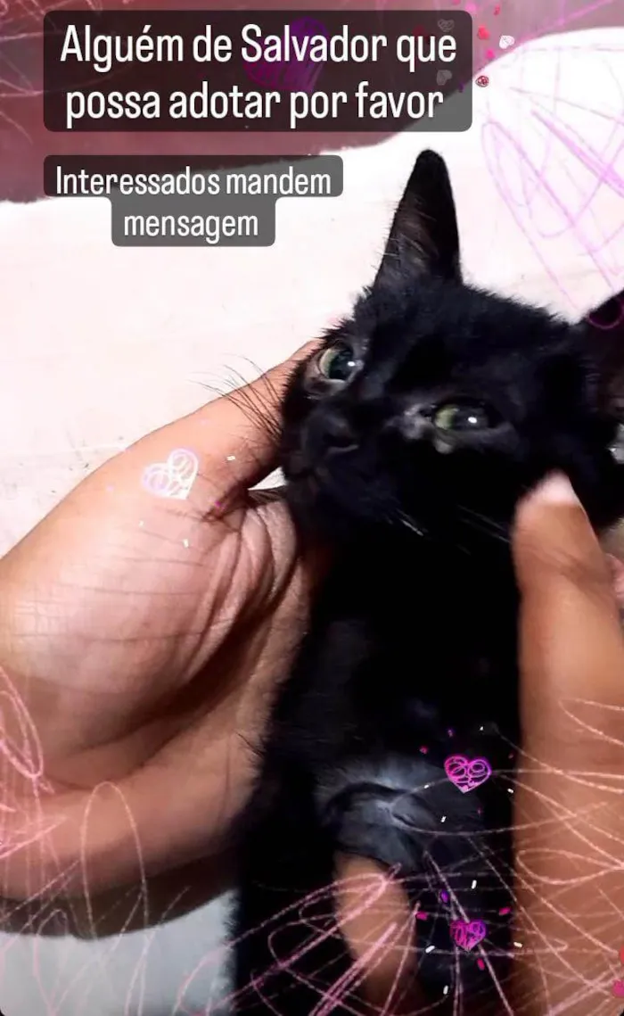 Gato raça SRD idade Abaixo de 2 meses nome T'Challa