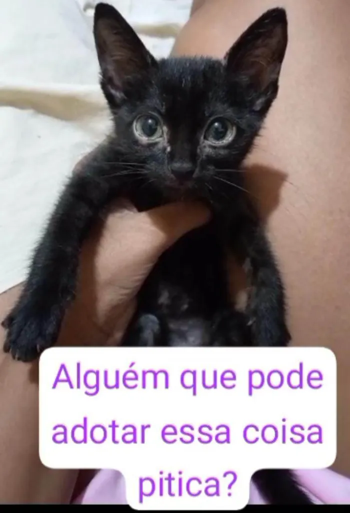 Gato raça SRD idade Abaixo de 2 meses nome T'Challa