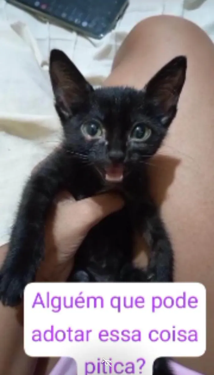 Gato raça SRD idade Abaixo de 2 meses nome T'Challa