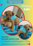 Cachorro raça SRD idade 2 a 6 meses nome Léo