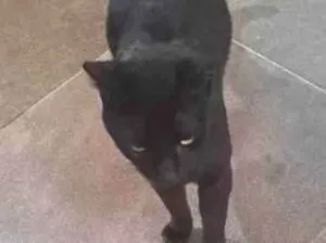 Gato raça SRD-ViraLata idade 1 ano nome BLACK