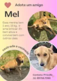 Cachorro raça SRD idade 2 a 6 meses nome Mel