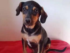 Cachorro raça SRD-ViraLata idade 2 a 6 meses nome Vini