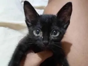 Gato raça SRD idade Abaixo de 2 meses nome T'Challa