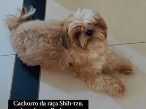 Cachorro raça Shitzu idade 1 ano nome Bethoven 