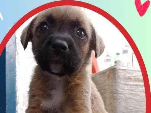 Cachorro raça SRD idade 2 a 6 meses nome Théo
