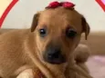 Cachorro raça SRD idade 2 a 6 meses nome Bia