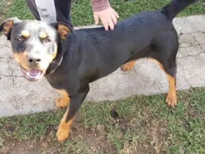Cachorro raça Mestiça com Rottweiler  idade 7 a 11 meses nome Cacau