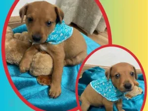 Cachorro raça SRD idade 2 a 6 meses nome Léo