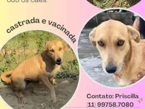 Cachorro raça SRD idade 2 a 6 meses nome Mel