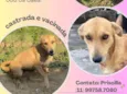Cachorro raça SRD idade 2 a 6 meses nome Mel