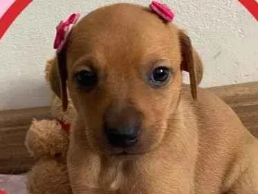 Cachorro raça SRD idade 2 a 6 meses nome Giulia