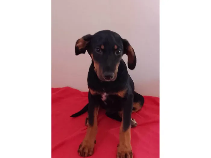 Cachorro ra a SRD-ViraLata idade 2 a 6 meses nome Léo