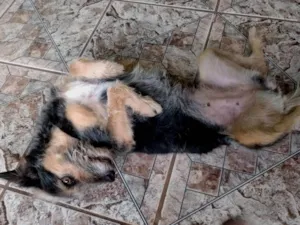 Cachorro raça SRD-ViraLata idade 5 anos nome Mag