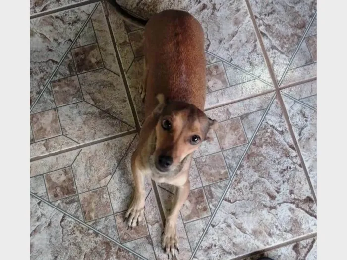 Cachorro ra a SRD-ViraLata idade 4 anos nome Dorinha