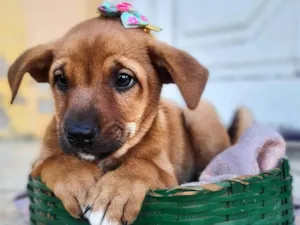Cachorro raça SRD-ViraLata idade 2 a 6 meses nome Fiona Alcides