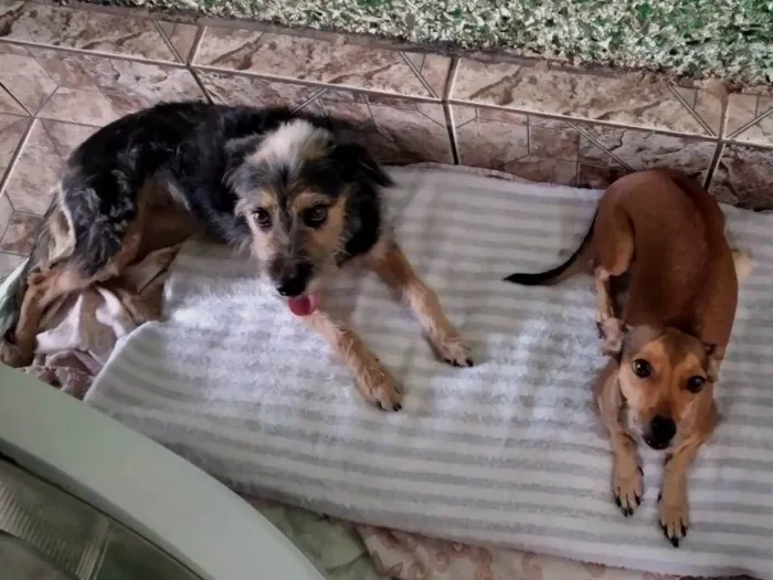 Cachorro ra a SRD-ViraLata idade 4 anos nome Mag e Dorinha