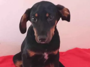Cachorro raça SRD-ViraLata idade 2 a 6 meses nome Léo