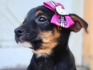 Cachorro raça SRD-ViraLata idade 2 a 6 meses nome Moana Alcides