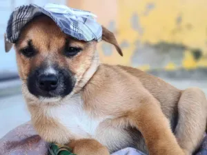 Cachorro raça SRD-ViraLata idade 2 a 6 meses nome Peter Alcides
