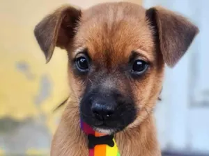 Cachorro raça SRD-ViraLata idade 2 a 6 meses nome Mike Alcides