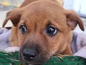 Cachorro raça SRD-ViraLata idade 2 a 6 meses nome Soneca Alcides