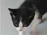 Gato raça SRD-ViraLata idade Abaixo de 2 meses nome LILIKA
