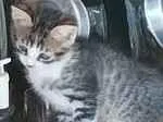 Gato raça SRD-ViraLata idade Abaixo de 2 meses nome BIBIANA