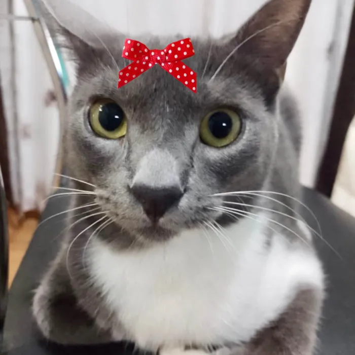 Gato ra a Mestica  idade 2 a 6 meses nome Jade 
