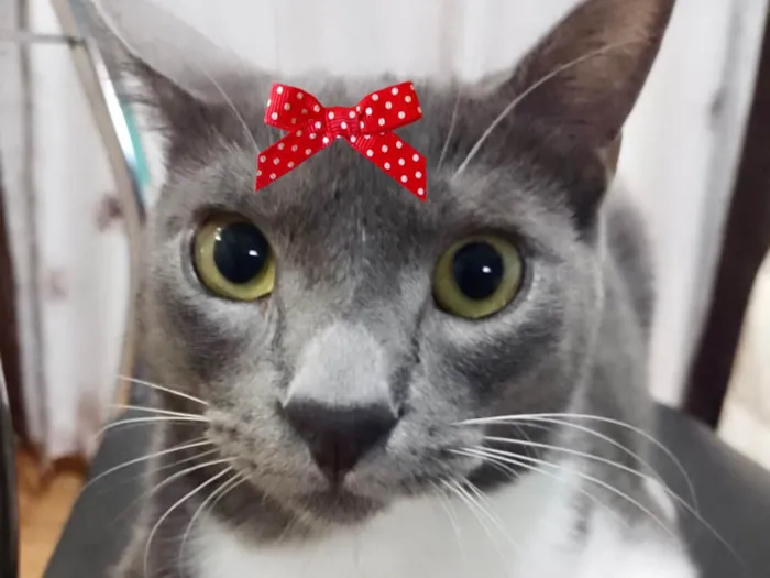 Gato ra a Mestica  idade 2 a 6 meses nome Jade 
