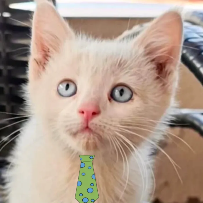 Gato ra a Mestico  idade 2 a 6 meses nome Mike 