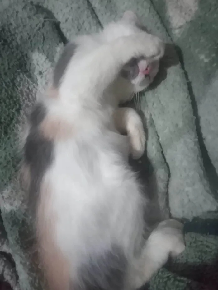 Gato ra a Srd idade Abaixo de 2 meses nome Maya