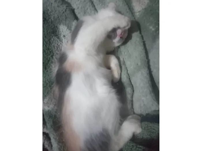 Gato ra a Srd idade Abaixo de 2 meses nome Maya