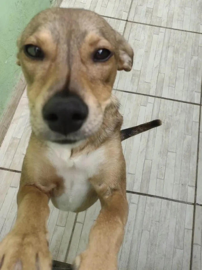 Cachorro ra a Viralata idade 3 anos nome Vitória 