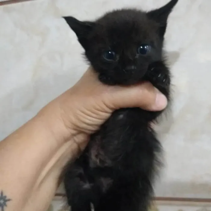 Gato ra a Srd idade Abaixo de 2 meses nome ..