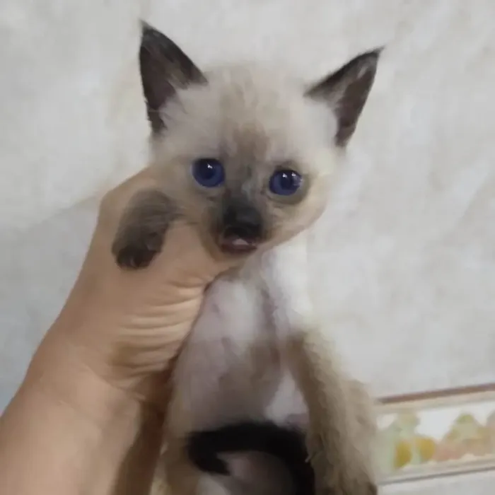 Gato ra a Srd idade Abaixo de 2 meses nome .......
