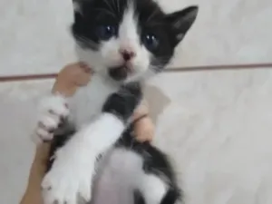 Gato raça Srd idade Abaixo de 2 meses nome ...