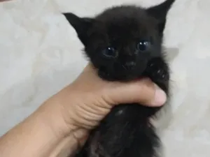 Gato raça Srd idade Abaixo de 2 meses nome ..