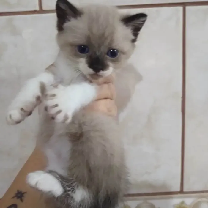 Gato ra a Srd idade Abaixo de 2 meses nome ....