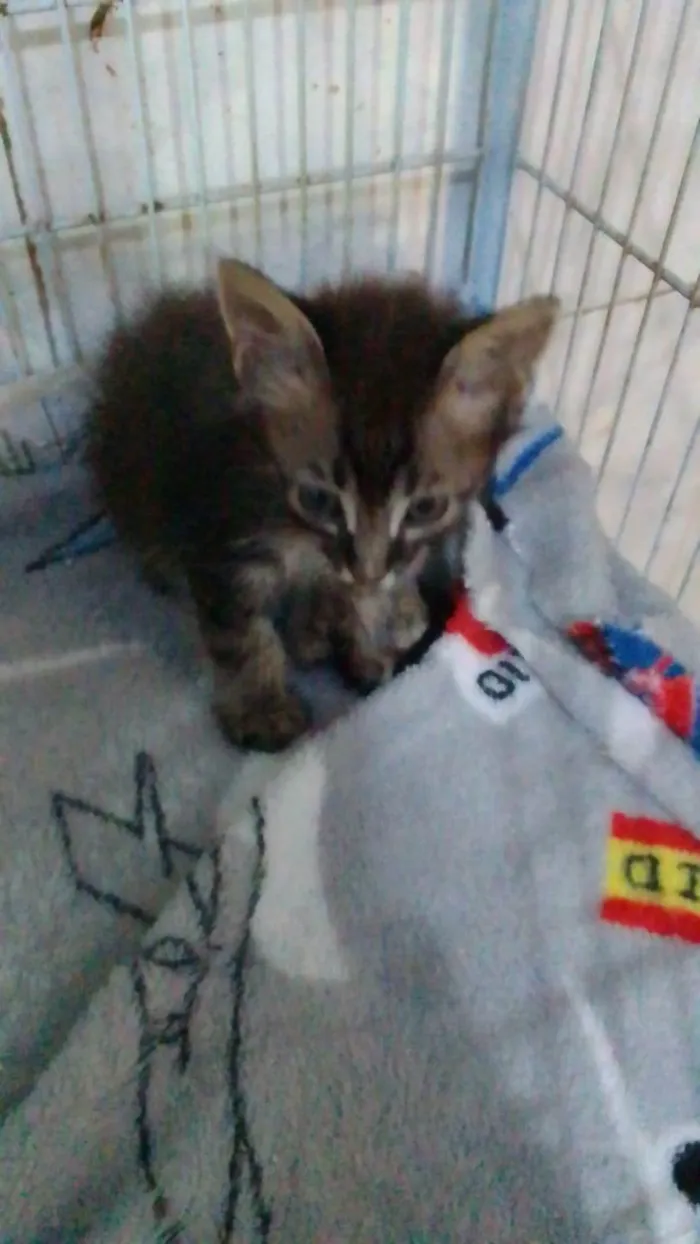 Gato ra a Srd idade Abaixo de 2 meses nome .....